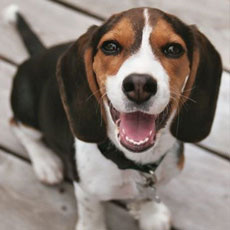 Rase de câini - câinele Beagle