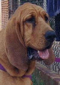 Câinii din rasa Bloodhound
