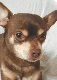 Chihuahua cel mai mic câine din lume