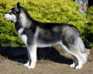Rase de câini - câinele husky siberian