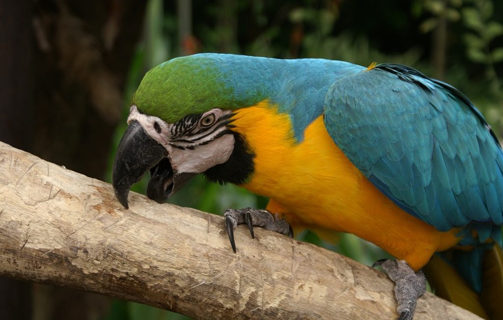 Agresivitatea la păsări de companie