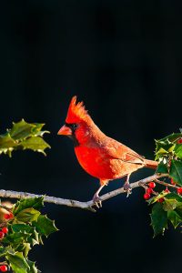 cardinalul-nordic