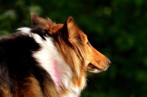 Rase de câini - câinele Collie (Ciobănescul Scoțian)