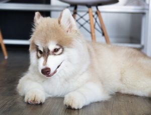 Rase de câini - exteriorul câinelui - pielea și părul