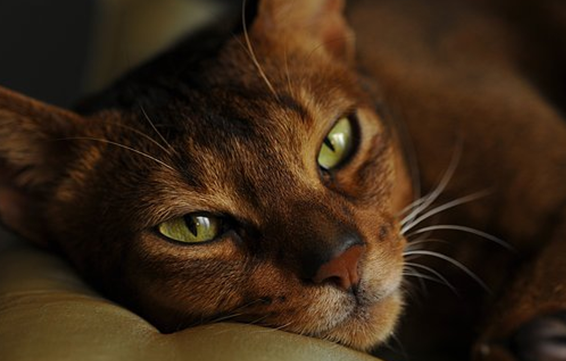 Abisiniana - felina cu blană de iepure - Animalutze.com