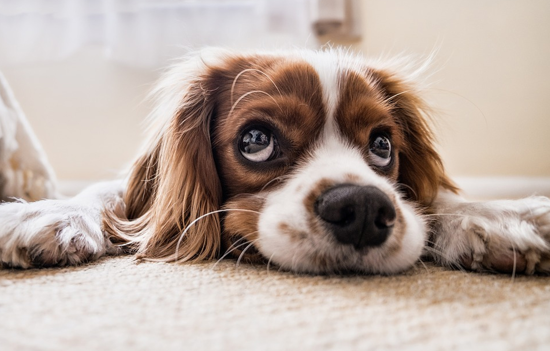 Cățelușă cu diaree, tratată cu Saprosan - Animalutze.com
