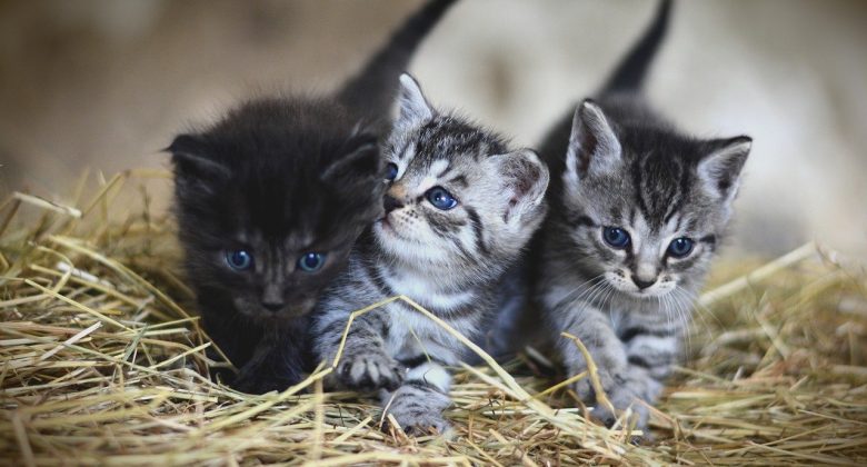Animalutze.com - Pagina 2 din 61 - despre câini, pisici și alte