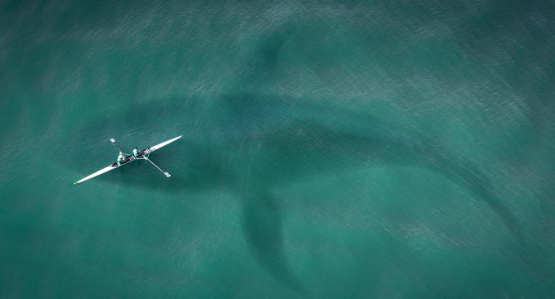 balena-esuata-din-cauza-poluarii