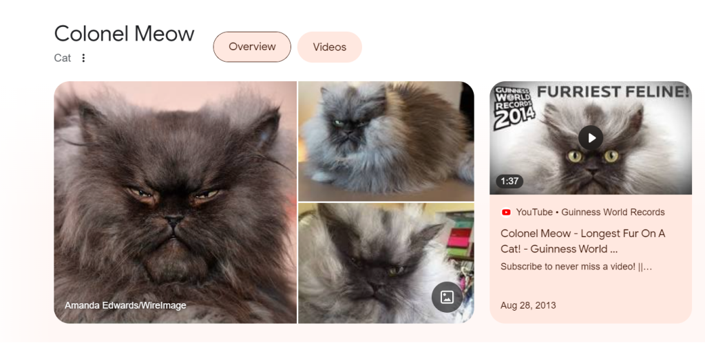colonelul-meow